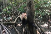 Monkey mangrove tour