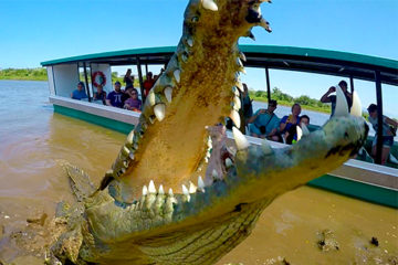 baltodano_travel_tours-Crocodiles
